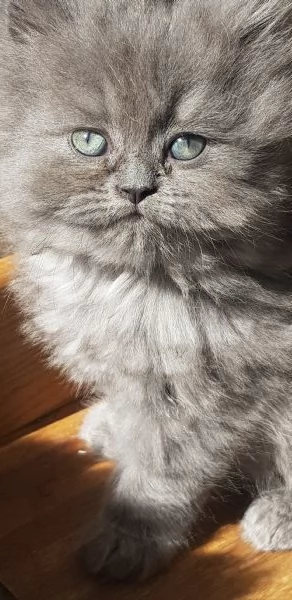 Cucciola di persiano blu  | Foto 0