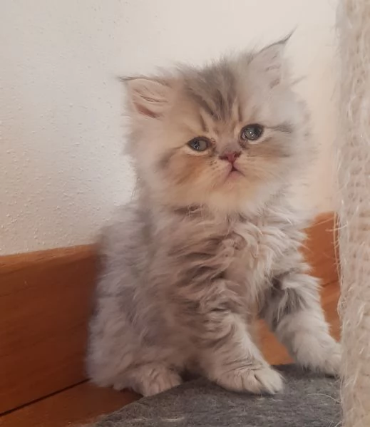 Dolcissimo micetto persiano blu golden 