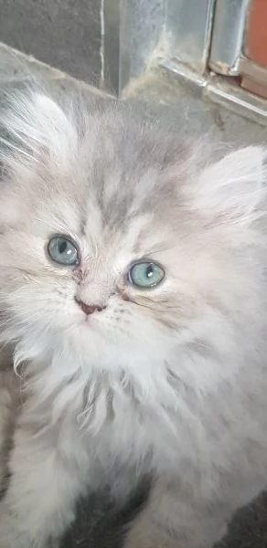 Femmina di persiano blu golden  | Foto 0