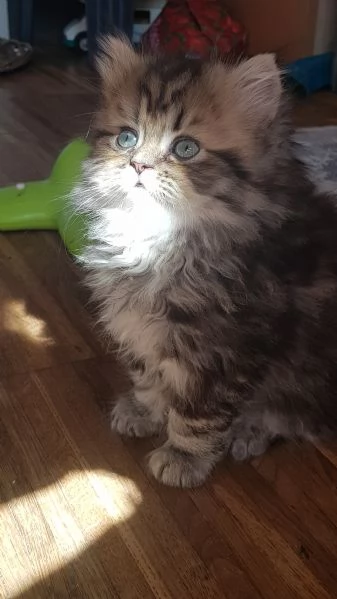 Cucciolo di persiano golden 