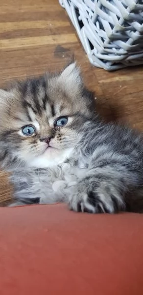 Cucciolo di persiano golden  | Foto 0