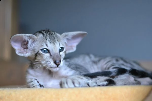gattini di oriental | Foto 1