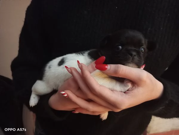 cuccioli di chihuahua con pedigree enci. | Foto 4