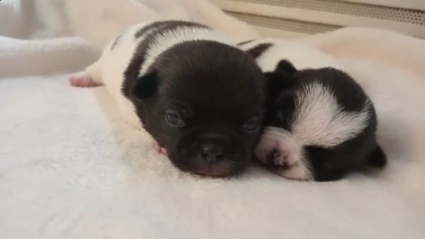 cuccioli di chihuahua con pedigree enci. | Foto 3