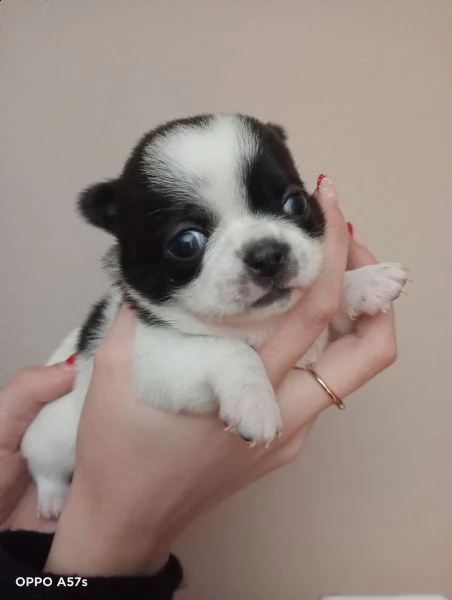 cuccioli di chihuahua con pedigree enci. | Foto 2