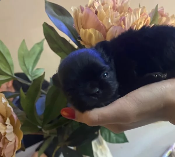cuccioli di chihuahua con pedigree enci.