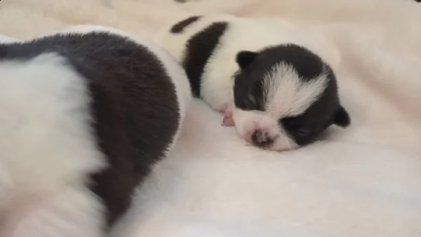 cuccioli di chihuahua con pedigree enci. | Foto 1