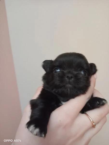 cuccioli di chihuahua con pedigree enci. | Foto 0