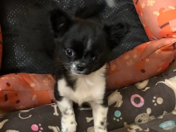 chihuahua  | Foto 5