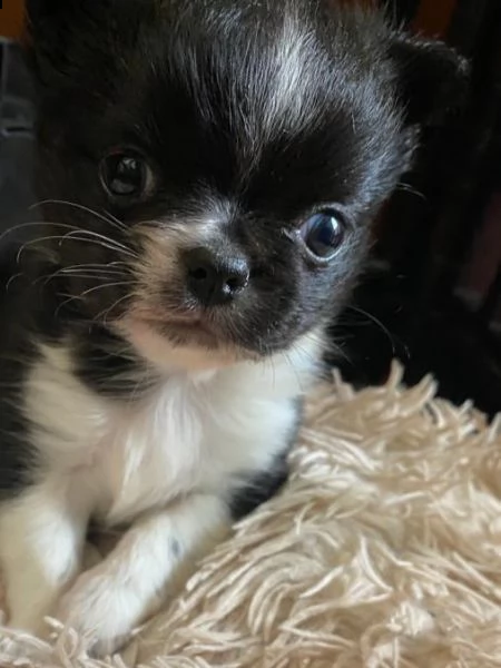 chihuahua  | Foto 4