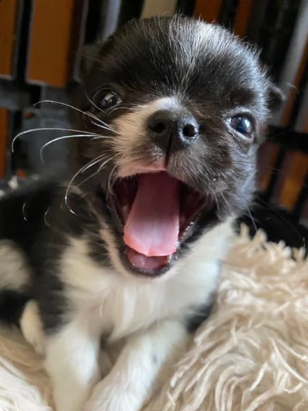 chihuahua 
