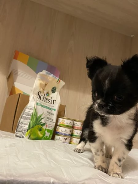 chihuahua  | Foto 3