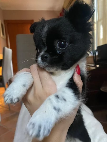 chihuahua  | Foto 2