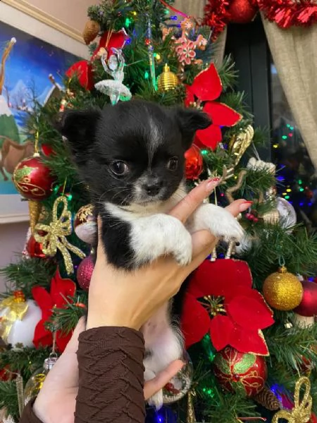 chihuahua  | Foto 0