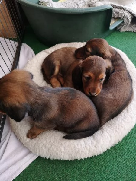3 cuccioli bassotto disponibili
