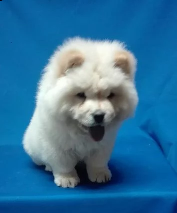 disponibili cuccioli di chow chow