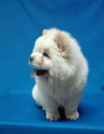 disponibili cuccioli di chow chow | Foto 0