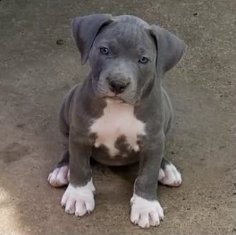 meravigliosi cuccioli american pitbull terrier 