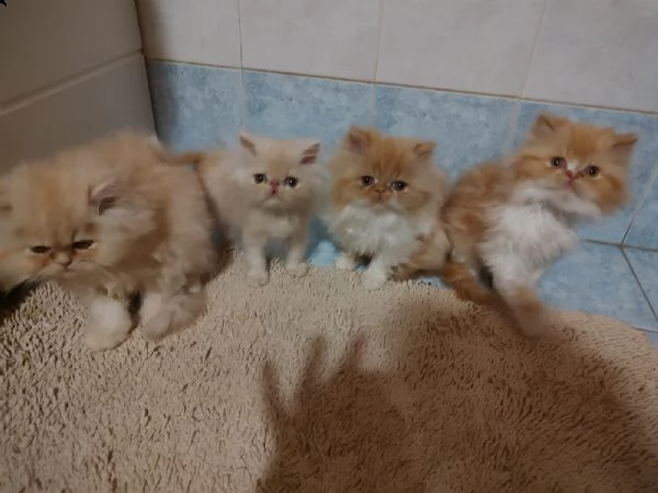 disponibili gattini persiani 