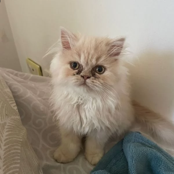splendita gattina persiana  | Foto 0