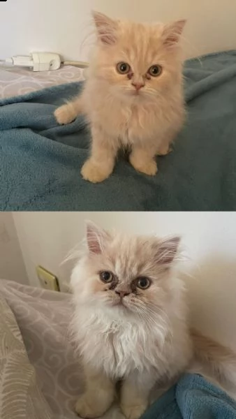 splendita gattina persiana 