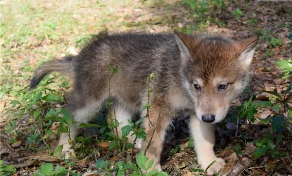 cane lupo cecoslovacco ibrido di 3 mesi