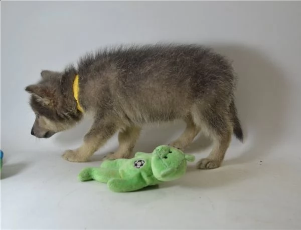 cane lupo cecoslovacco ibrido di 3 mesi | Foto 0