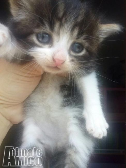 Regalo Cucciolo Da Privato A Rm Regalo Gattino Pelo Lungo 12052014
