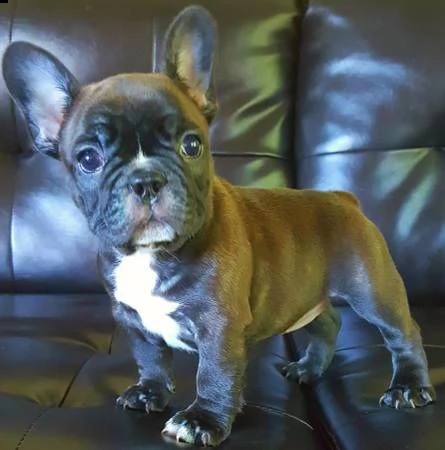 stupendi cuccioli bouledogue francese
