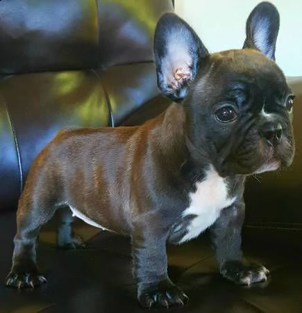 stupendi cuccioli bouledogue francese | Foto 0