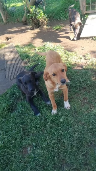 Chico Body e Pedro