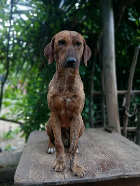 Nacho | Foto 0