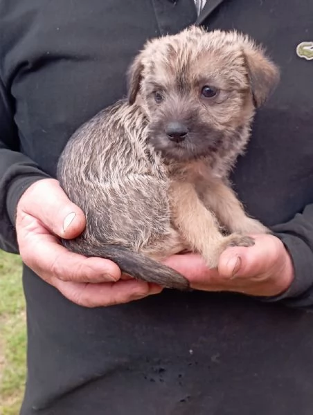 Napoleone 2 mesi