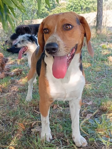 Lupin 14 mesi