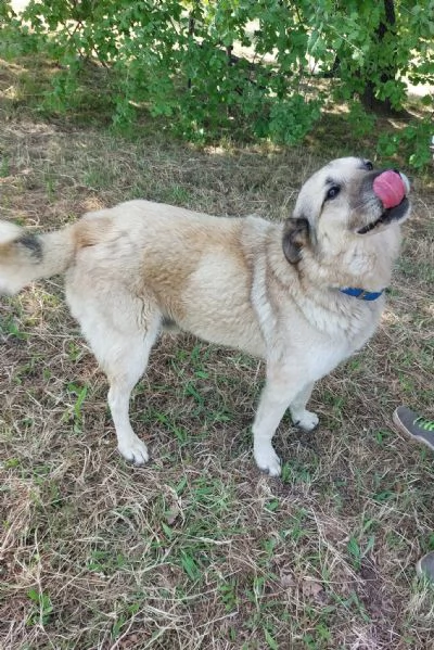 Lauro