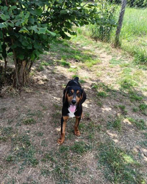 Osca 7 mesi | Foto 1