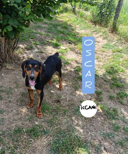 Osca 7 mesi