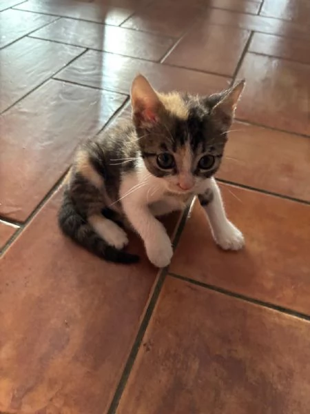 Lisa 1 mese e mezzo | Foto 1