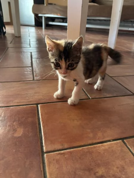 Lisa 1 mese e mezzo | Foto 0