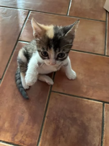 Lisa 1 mese e mezzo