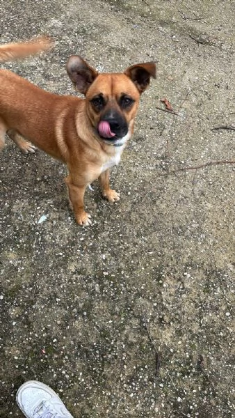 Tonino 15 kg  | Foto 1