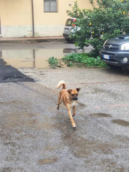 Tonino 15 kg  | Foto 0