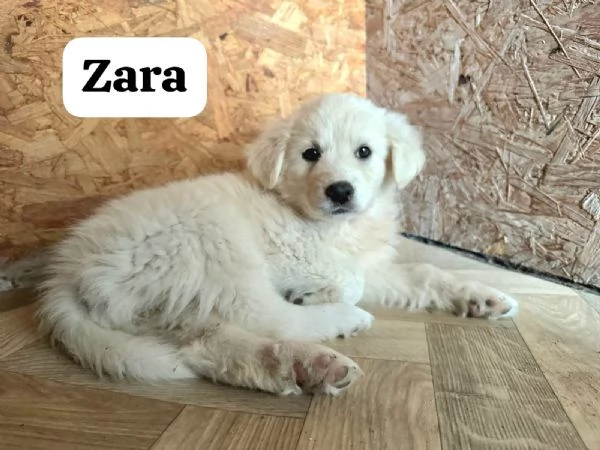 Zara  | Foto 2