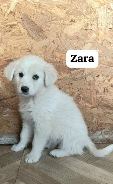 Zara  | Foto 1