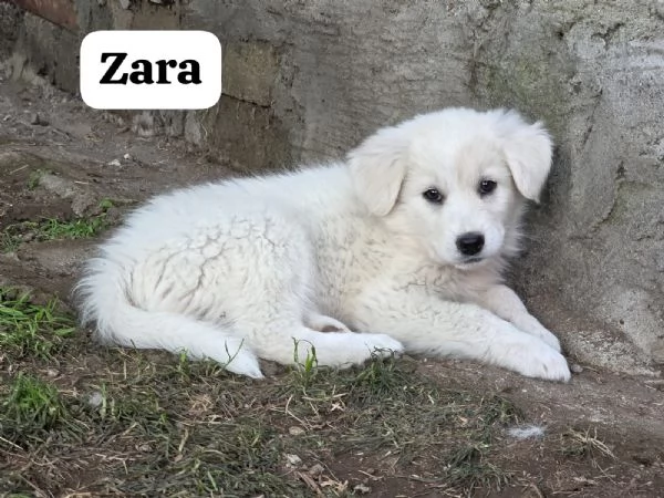 Zara  | Foto 0