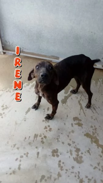 Irene 4 anni