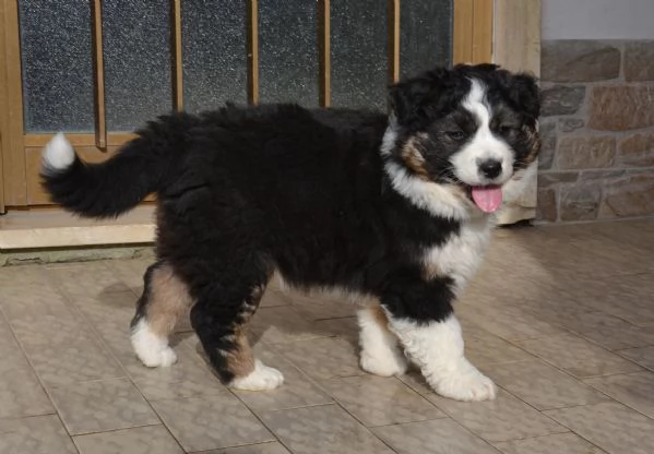 Cucciola di pastore australiano | Foto 4