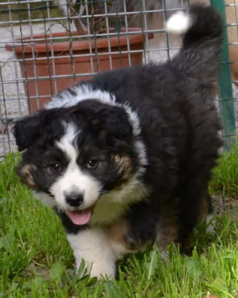 Cucciola di pastore australiano | Foto 3