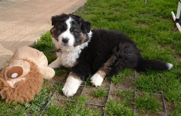 Cucciola di pastore australiano | Foto 0
