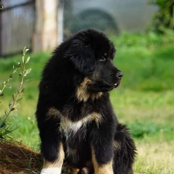 cuccioli tibetam mastiff